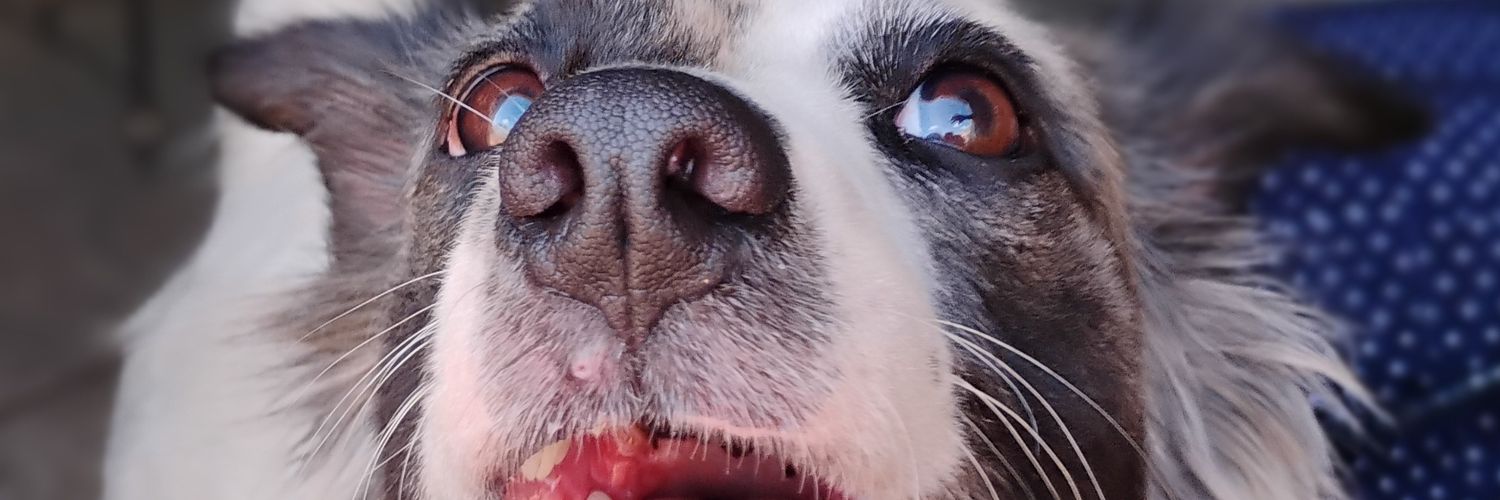 Ferris Bueller ⚔ banner