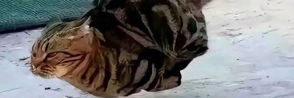 freakybob15's profile banner image