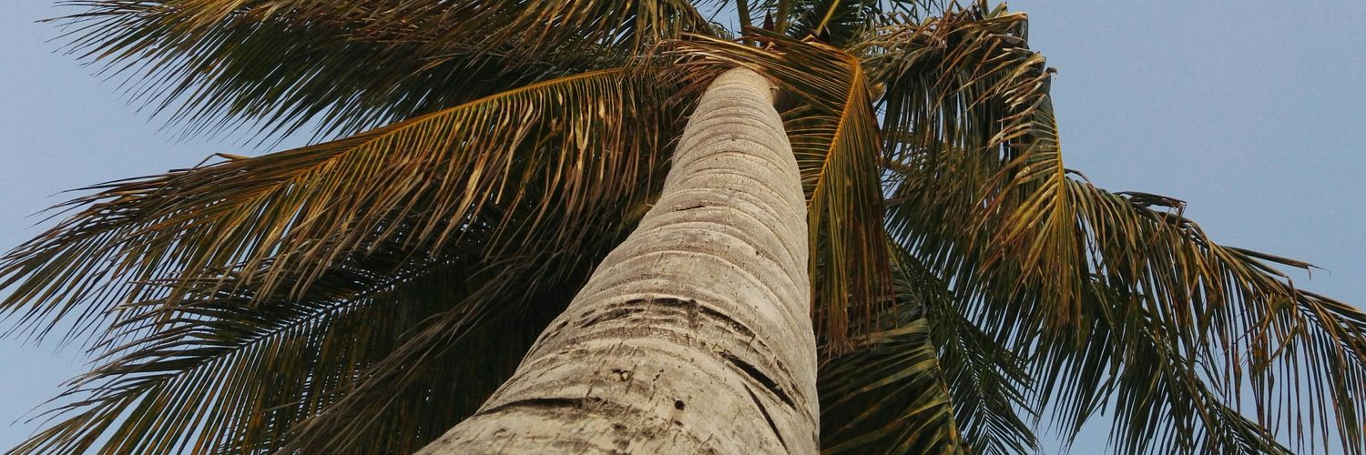 SoniaTraian's profile banner image