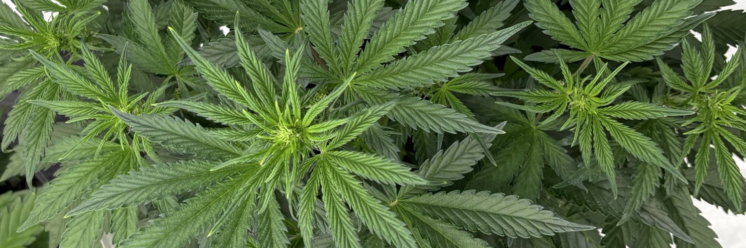 Ohio Grows Organic banner