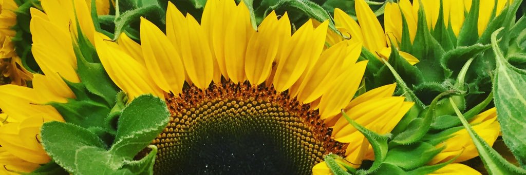 LuluBuras's profile banner image