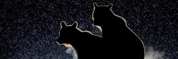 Gorgeellobo69's profile banner image