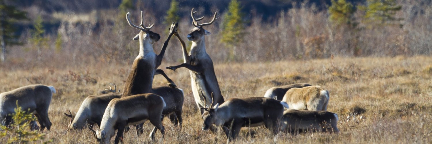 Deer's banner