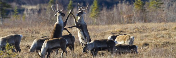 TotallyNotDeer Profile Banner