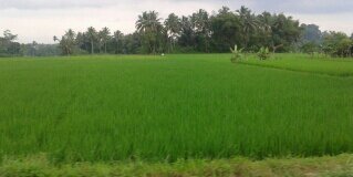 widi287's profile banner image