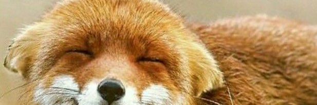 Freyja 🦊🍂 banner