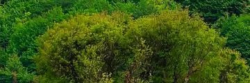 sobhipazhash_pr's profile banner image