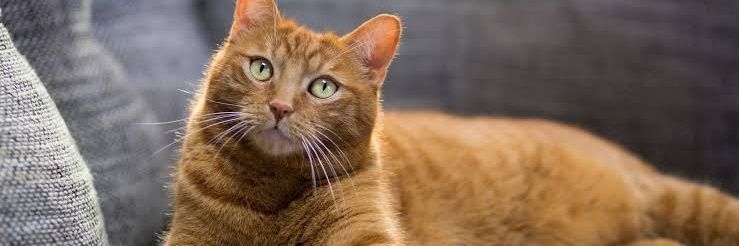 JimmyCat banner