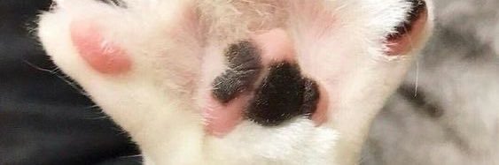 R banner