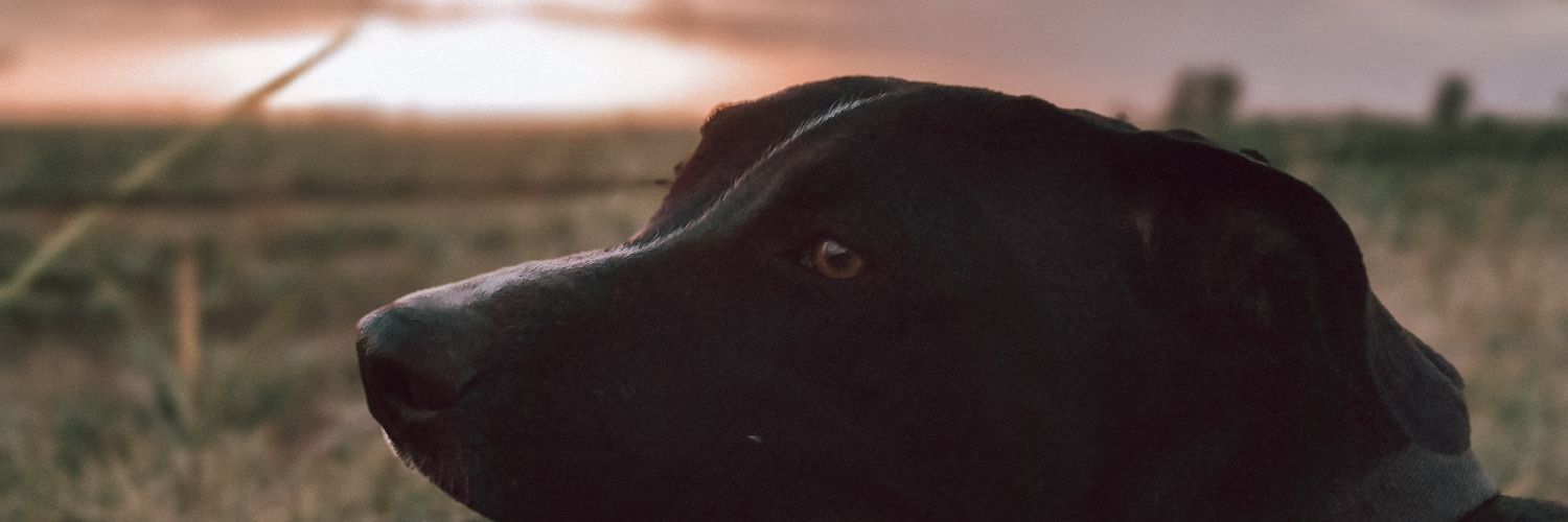 celerobbone2's profile banner image