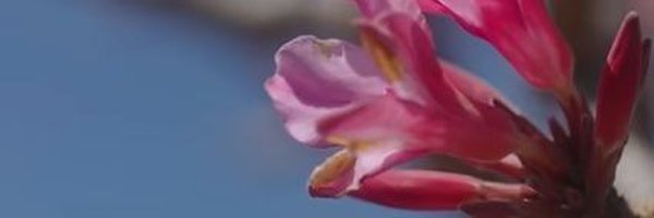 RosesinF34722 Profile Banner