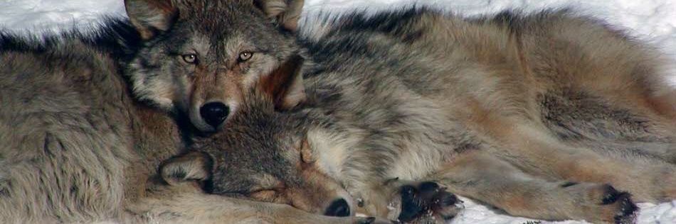 john wolf/COMMS OPEN banner