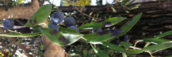 juanjolopez Profile Banner