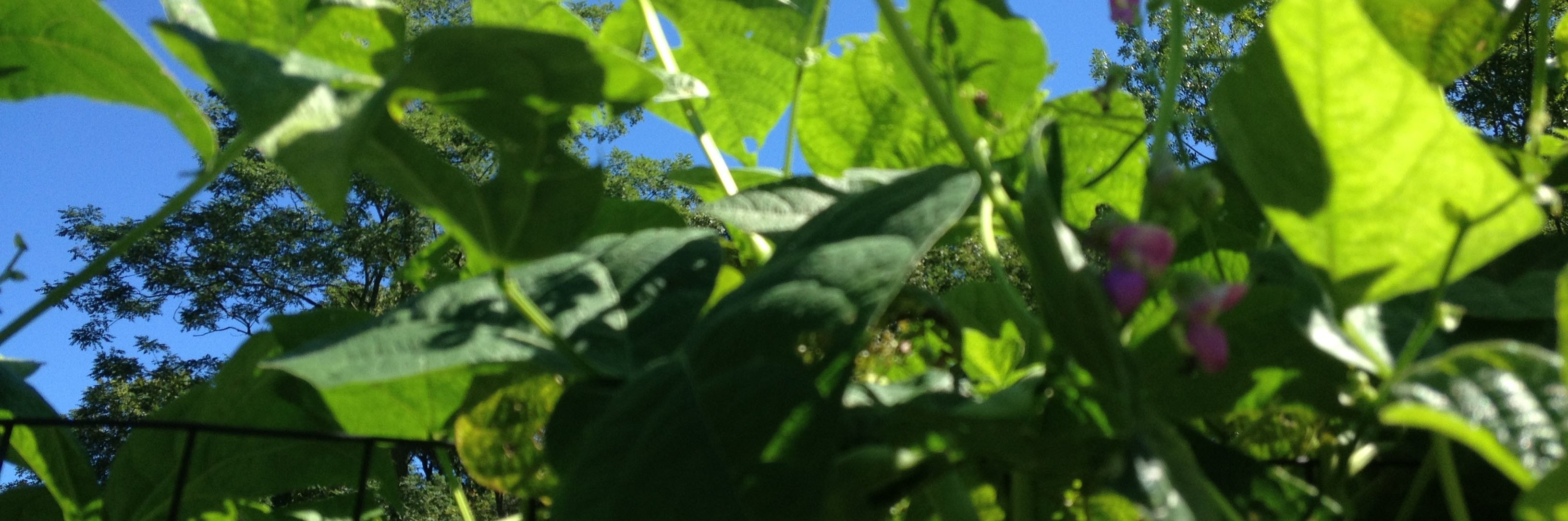 citizengrower's profile banner image