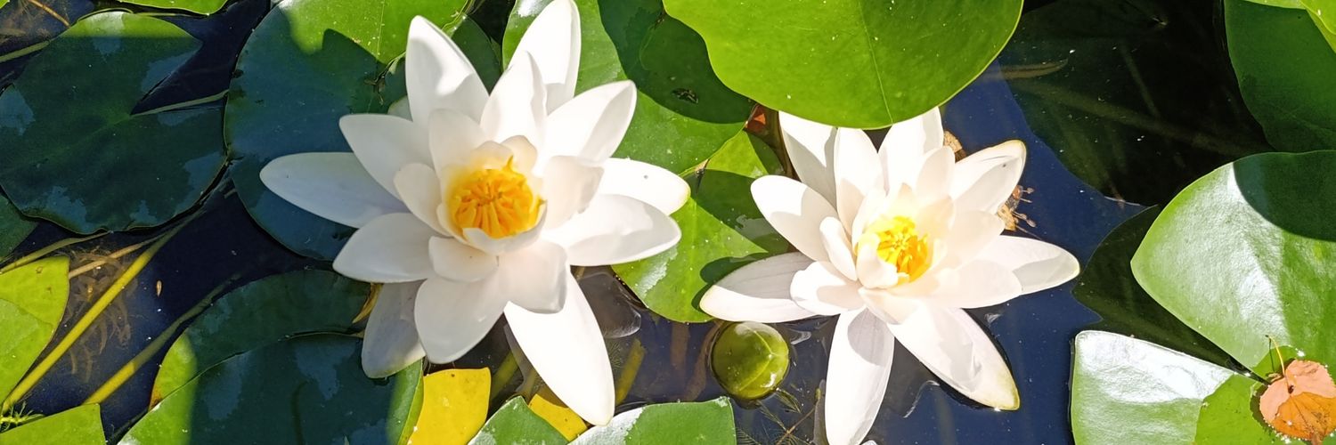 Anneke 🇳🇱 banner