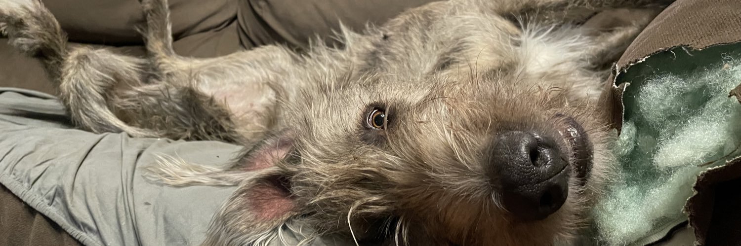 wolfhoundmama's profile banner image