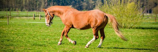 Roeln1801 Profile Banner