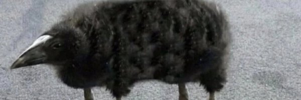 pygmysnowbird Profile Banner