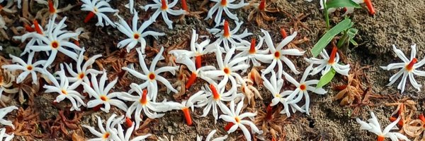 Real_avinash05 Profile Banner