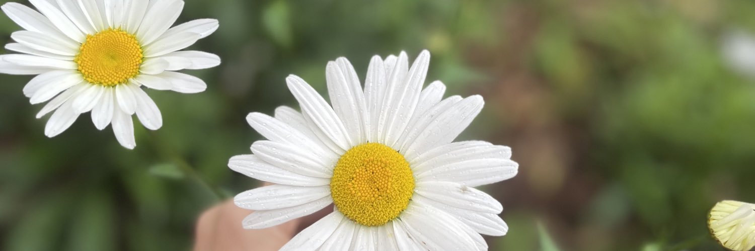SNievees's profile banner image