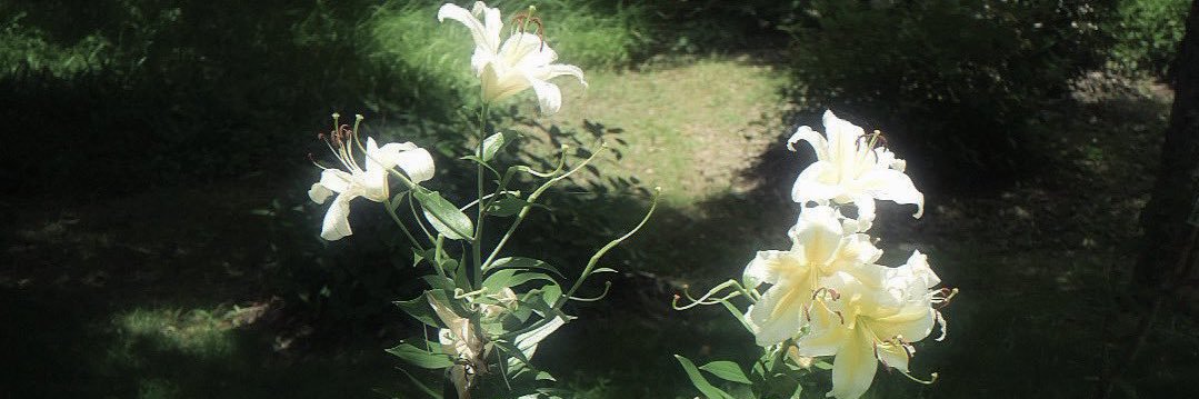 asay998's profile banner image
