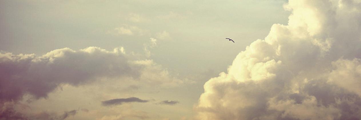 BirdAQuote's profile banner image