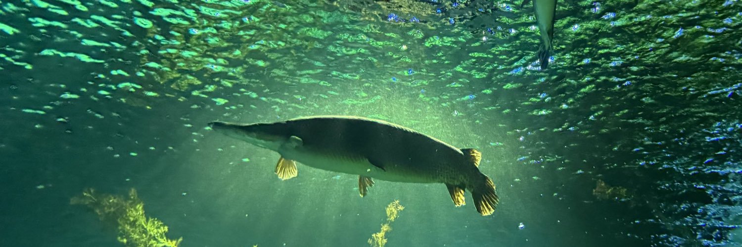 PrimitiveFishes's profile banner image