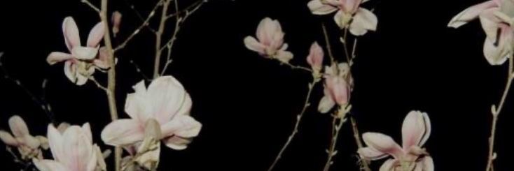 S⋆˙୨ৎ banner