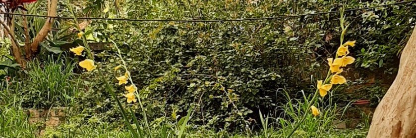 mlancerotto's profile banner image