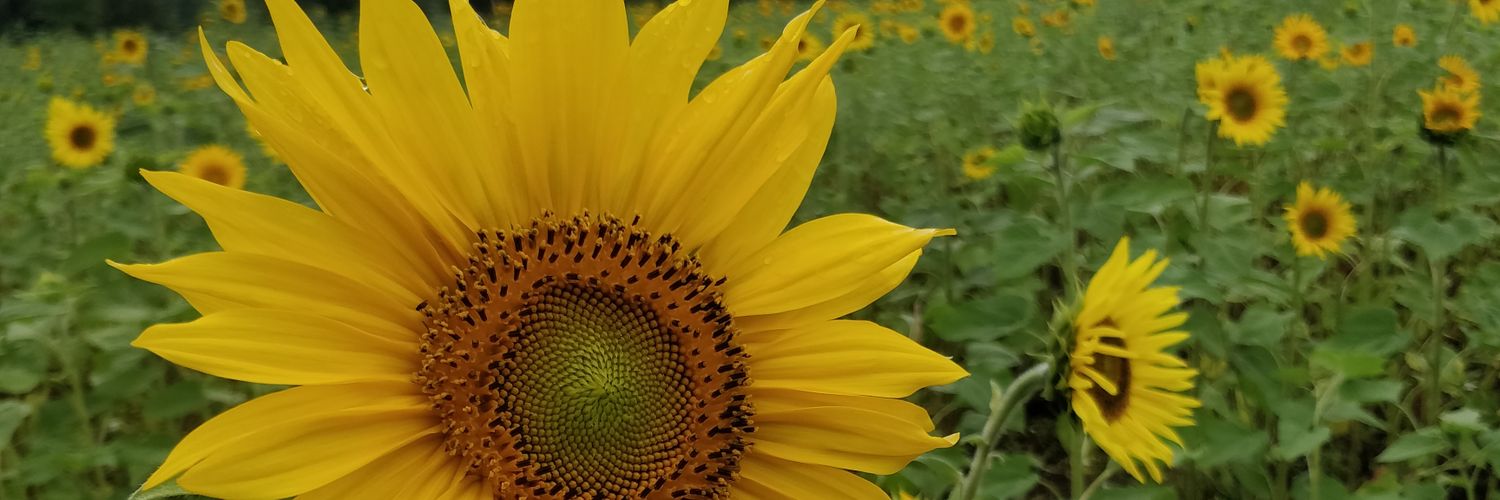 LocalCat_2's profile banner image