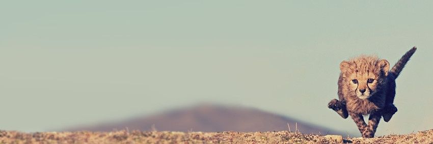 fedebruzzesi's profile banner image