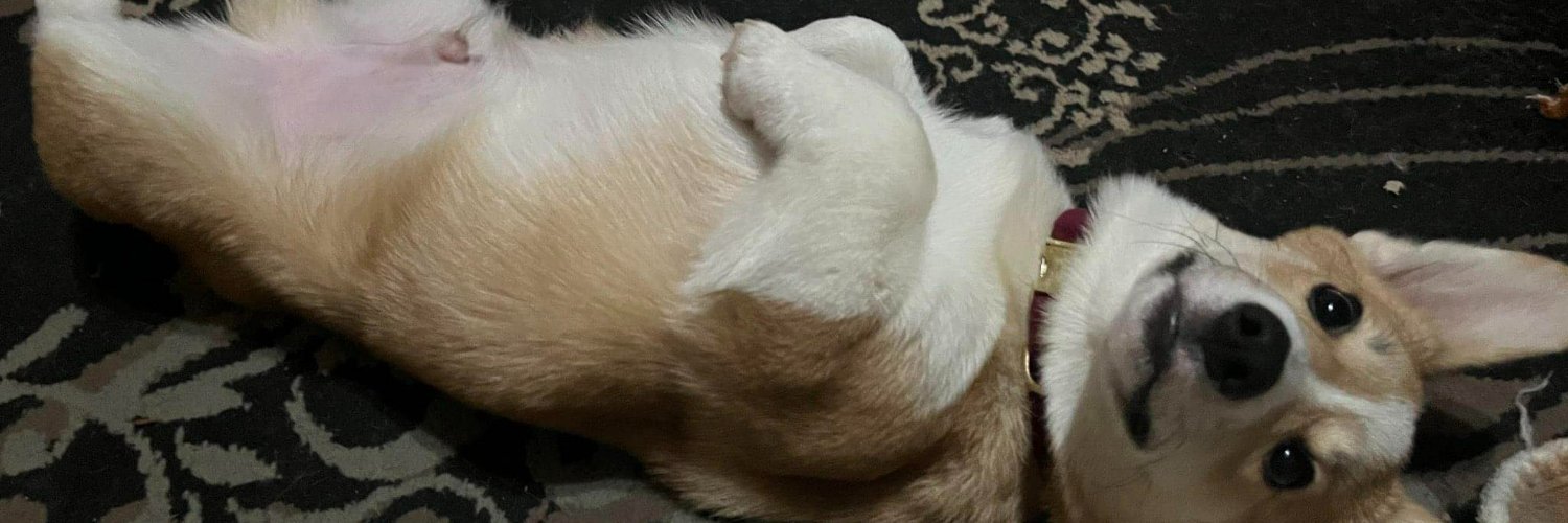 Emrys The Crypto Corgi : 🦍🦍 📈🪙 Degenerate banner
