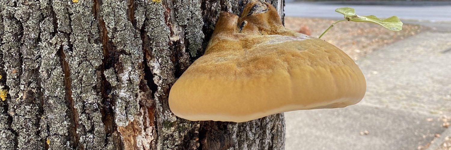 🎈BiBaBumble 🎈 banner