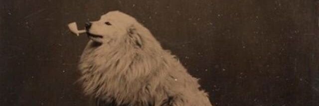 The Smallest Awooo 🐺 banner