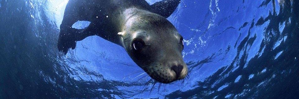SD_Coastkeeper's profile banner image