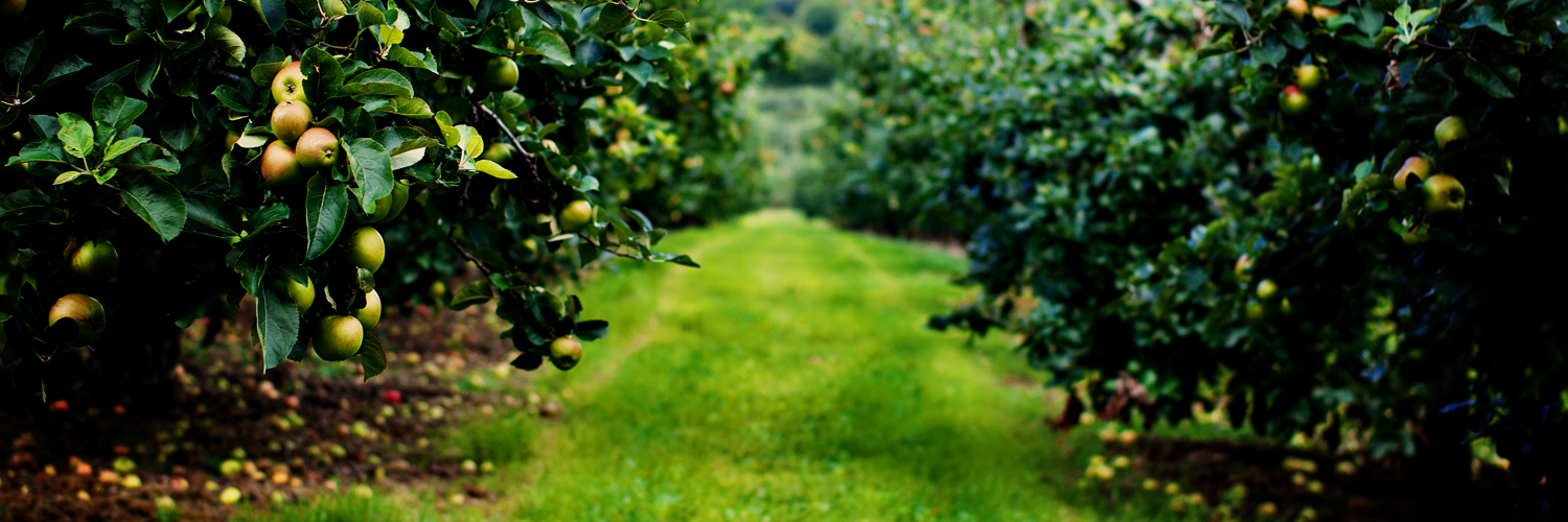 weekitchen's profile banner image