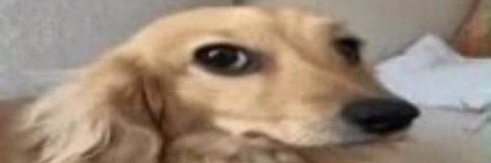 Reese banner