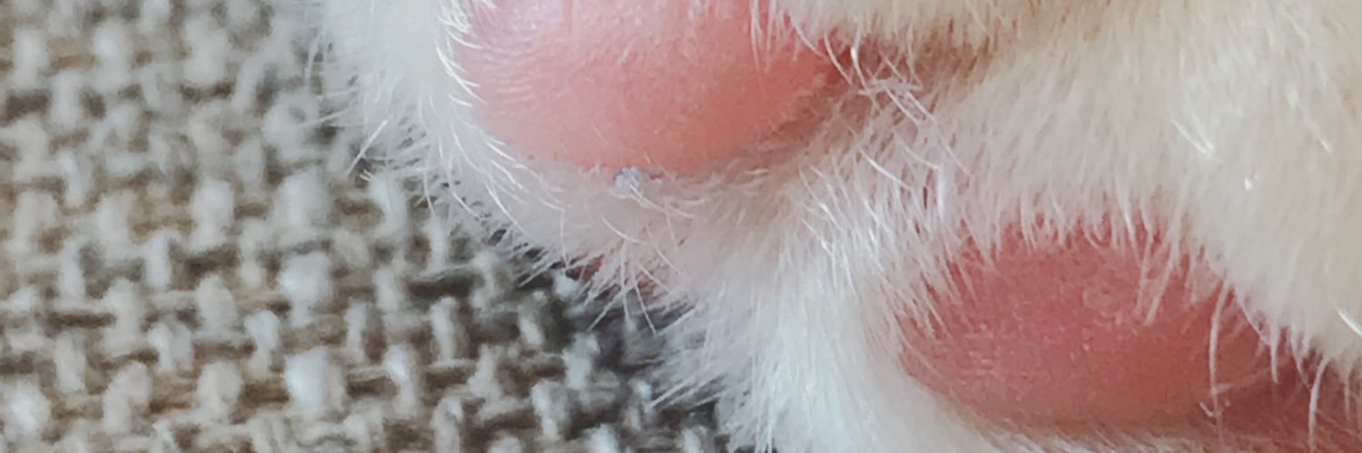 akpferd's profile banner image