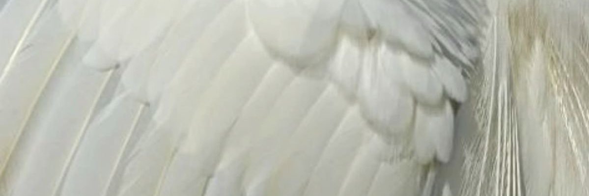prettyBirdjrwi's profile banner image