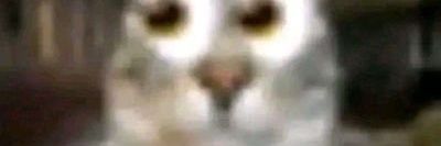 S:AM 🍩🔞 banner