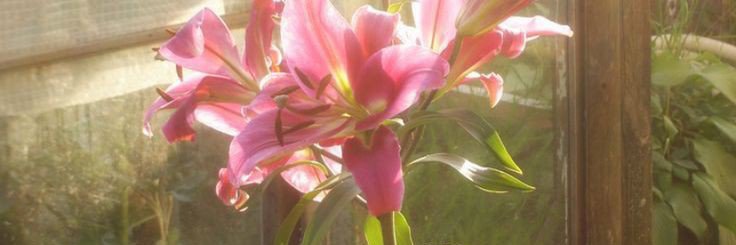 oaerith's profile banner image