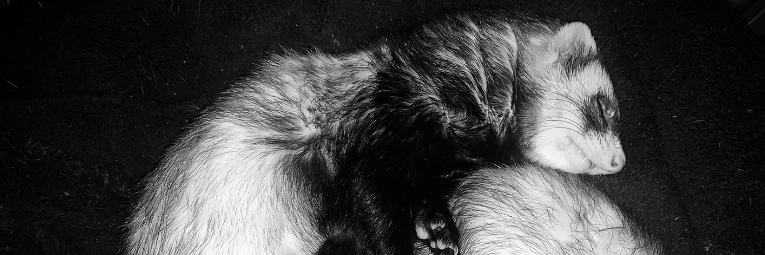 Mustela Putorius Fella banner