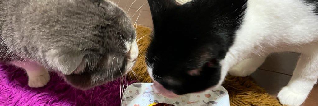 panimekko's profile banner image