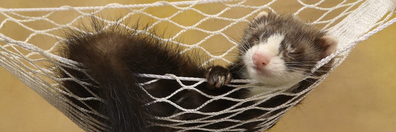RakuFerret's profile banner image