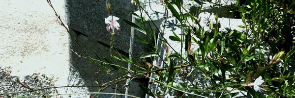 Li11y__cm Profile Banner