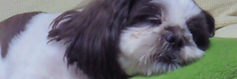 iomitti's profile banner image