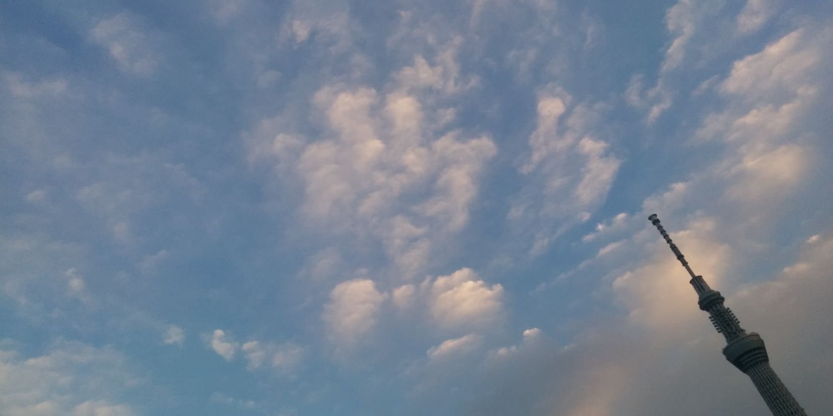 amazon_parrot's profile banner image