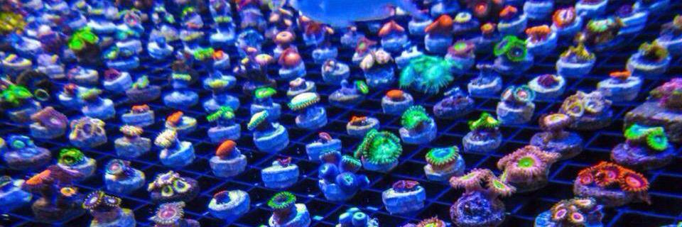 fishman0803's profile banner image
