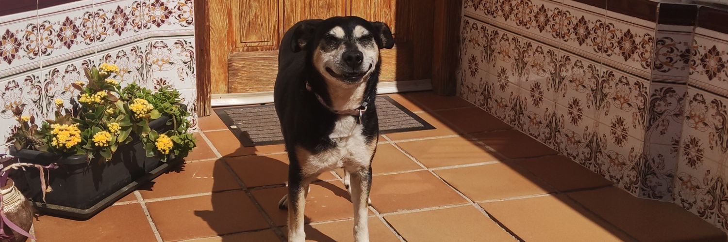 𝔄𝔩𝔟𝔞 banner