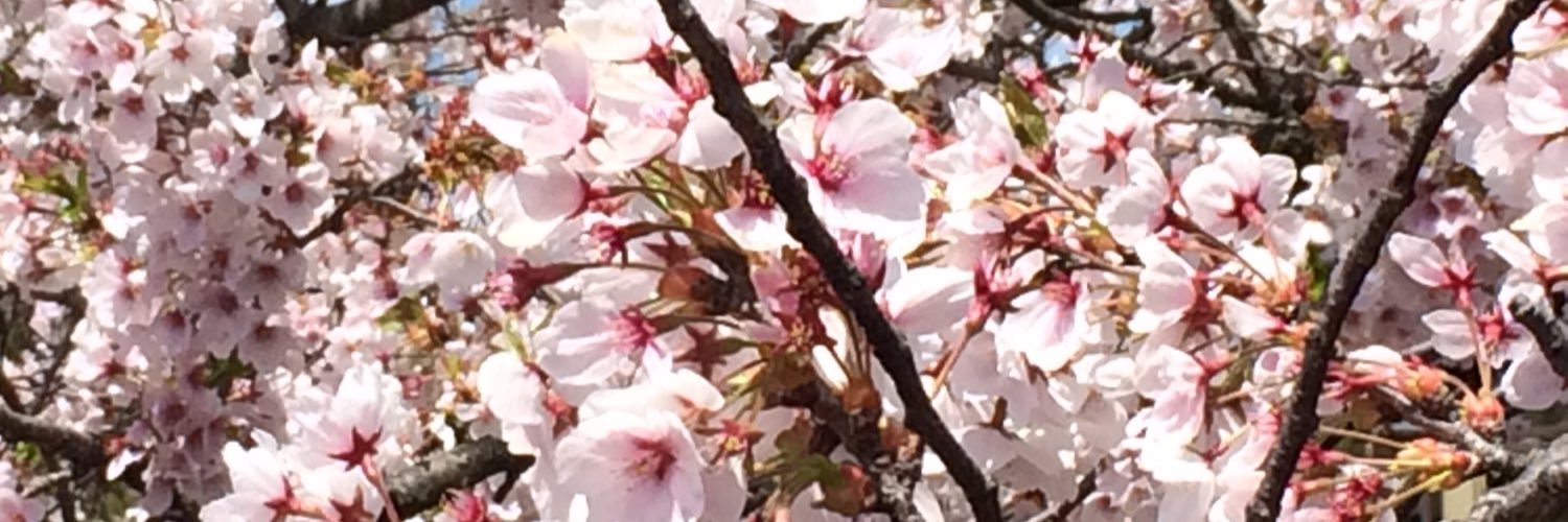 _sakura_I's profile banner image